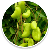 Sumatra Slim Belly Tonic Supplement